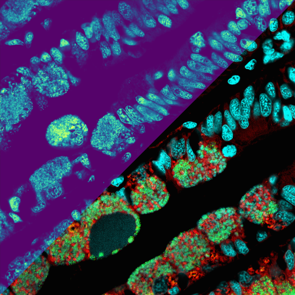 Metabolite distributions shown as a heatmap on the upper left part of the picture: The brighter the color, the higher the metabolite concentration (microscopy-MSI mockup for illustration). The lower right side of the picture displays microscopic details of the microbes (in red and green) and the mussel’s nuclei (cyan). (© Max Planck Institute for Marine Microbiology / B. Geier)