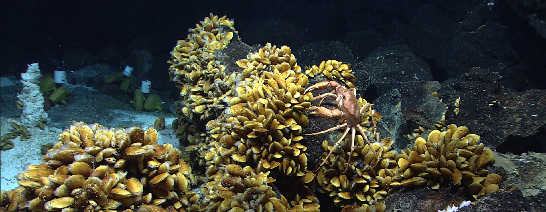 Bathymodiolus mussels and other inhabitants of hydrothermal vents on the Mid-Atlantic Ridge off the coast of the Azores. © MARUM – Center for Marine Environmental Sciences, University of Bremen