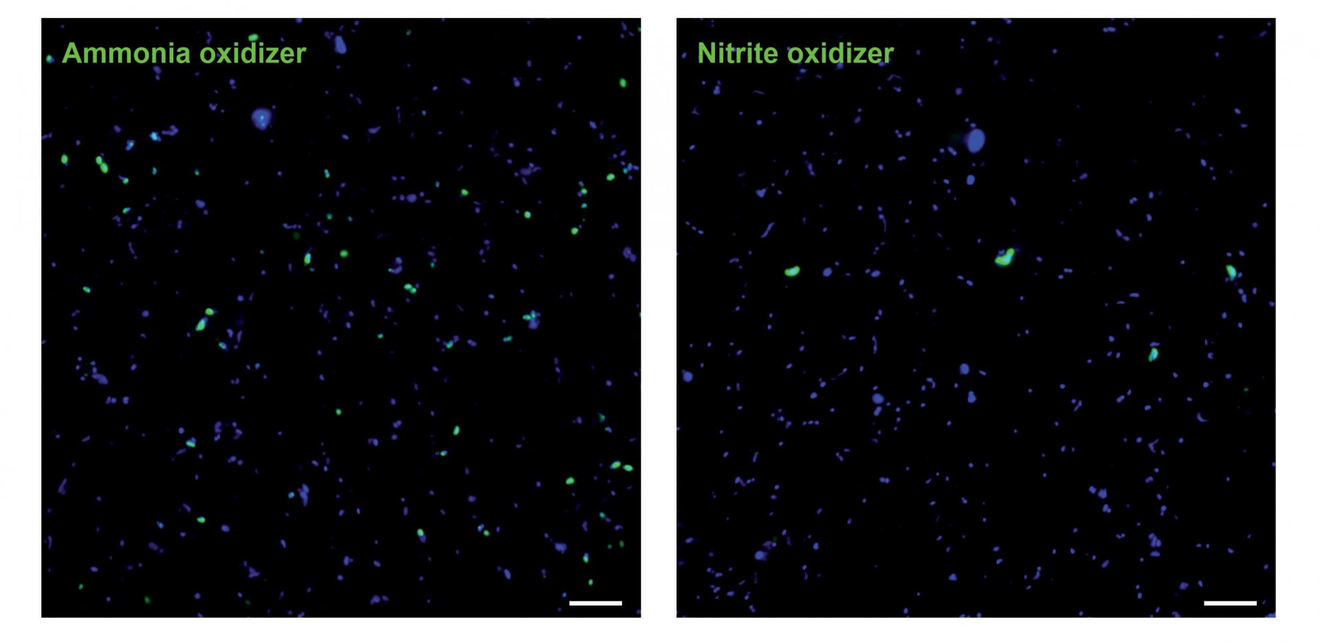 Pictures of ammonia-oxidizing Archaea and nitrite-oxidizing Nitrospinae: The picture on the left shows the abundance of ammonia-oxidizing Archaea (green) and other microorganisms (blue). The picture on the right shows the abundance of nitrite-oxidizing Nitrospinae (green) and other microorganisms (blue). The differences in abundance and size are clearly visible. (© Max Planck Institute for Marine Microbiology/ K. Kitzinger)