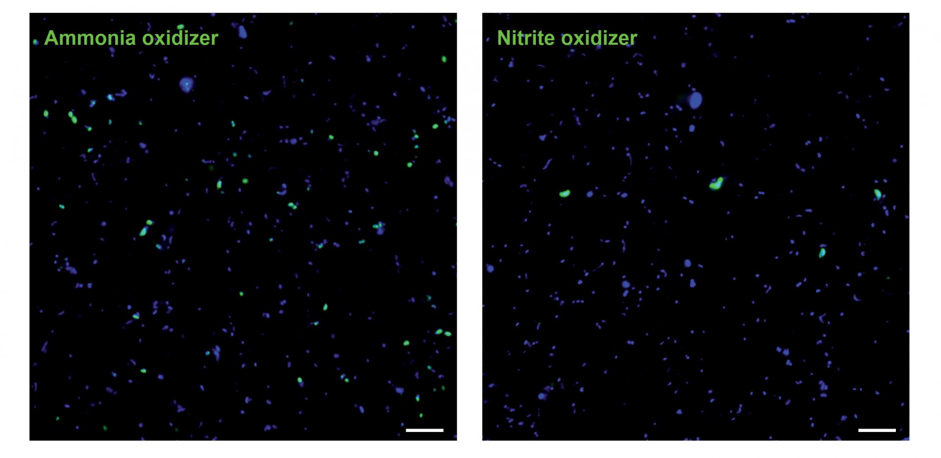 Einzelzell-Aufnahmen von Ammoniak-oxidierenden Archaeen und Nitrit-oxidierenden Nitrospinae in der Umwelt: (links) zeigt die Häufigkeit Ammoniak-oxidierender Archaeen (grün) und andere Mikroorganismen (blau); (rechts) zeigt die Häufigkeit Nitrit-oxidierender Nitrospinae und andere Mikroorganismen. Die unterschiedliche Häufigkeit und Größe kann klar erkannt werden. (© Max-Planck-Institut für Marine Mikrobiologie/K. Kitzinger) Einzelzell-Aufnahmen von Ammoniak-oxidierenden Archaeen und Nitrit-oxidierenden Nitrospinae in der Umwelt: (links) zeigt die Häufigkeit Ammoniak-oxidierender Archaeen (grün) und andere Mikroorganismen (blau); (rechts) zeigt die Häufigkeit Nitrit-oxidierender Nitrospinae und andere Mikroorganismen. Die unterschiedliche Häufigkeit und Größe kann klar erkannt werden. (© Max-Planck-Institut für Marine Mikrobiologie/K. Kitzinger)