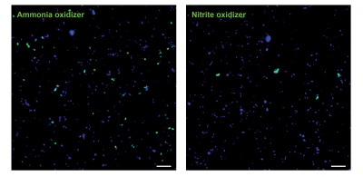 Pictures of ammonia-oxidizing Archaea and nitrite-oxidizing Nitrospinae: The picture on the left shows the abundance of ammonia-oxidizing Archaea (green) and other microorganisms (blue). The picture on the right shows the abundance of nitrite-oxidizing Nitrospinae (green) and other microorganisms (blue). The differences in abundance and size are clearly visible. (© Max Planck Institute for Marine Microbiology/ K. Kitzinger) Pictures of ammonia-oxidizing Archaea and nitrite-oxidizing Nitrospinae: The picture on the left shows the abundance of ammonia-oxidizing Archaea (green) and other microorganisms (blue). The picture on the right shows the abundance of nitrite-oxidizing Nitrospinae (green) and other microorganisms (blue). The differences in abundance and size are clearly visible. (© Max Planck Institute for Marine Microbiology/ K. Kitzinger)
