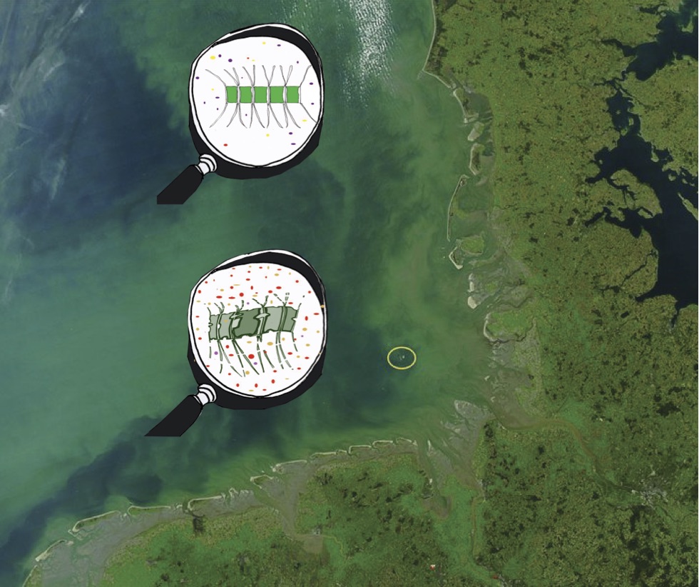 Nahrungsverbindung zwischen Mikroalgen und Bakterien im Meer. Das Satellitenbild der Deutschen Bucht zeigt eine Algenblüte und die Insel Helgoland (gelber Kreis) (© NASA / Jeff Schmaltz, MODIS Rapid Response Team, Goddard Space Flight Center). Enthalten ist eine schematische Darstellung von intakten Mikroalgen sowie solcher, die bereits teilweise durch Bakterien abgebaut wurden. (© M. Schlösser). Nahrungsverbindung zwischen Mikroalgen und Bakterien im Meer. Das Satellitenbild der Deutschen Bucht zeigt eine Algenblüte und die Insel Helgoland (gelber Kreis) (© NASA / Jeff Schmaltz, MODIS Rapid Response Team, Goddard Space Flight Center). Enthalten ist eine schematische Darstellung von intakten Mikroalgen sowie solcher, die bereits teilweise durch Bakterien abgebaut wurden. (© M. Schlösser).