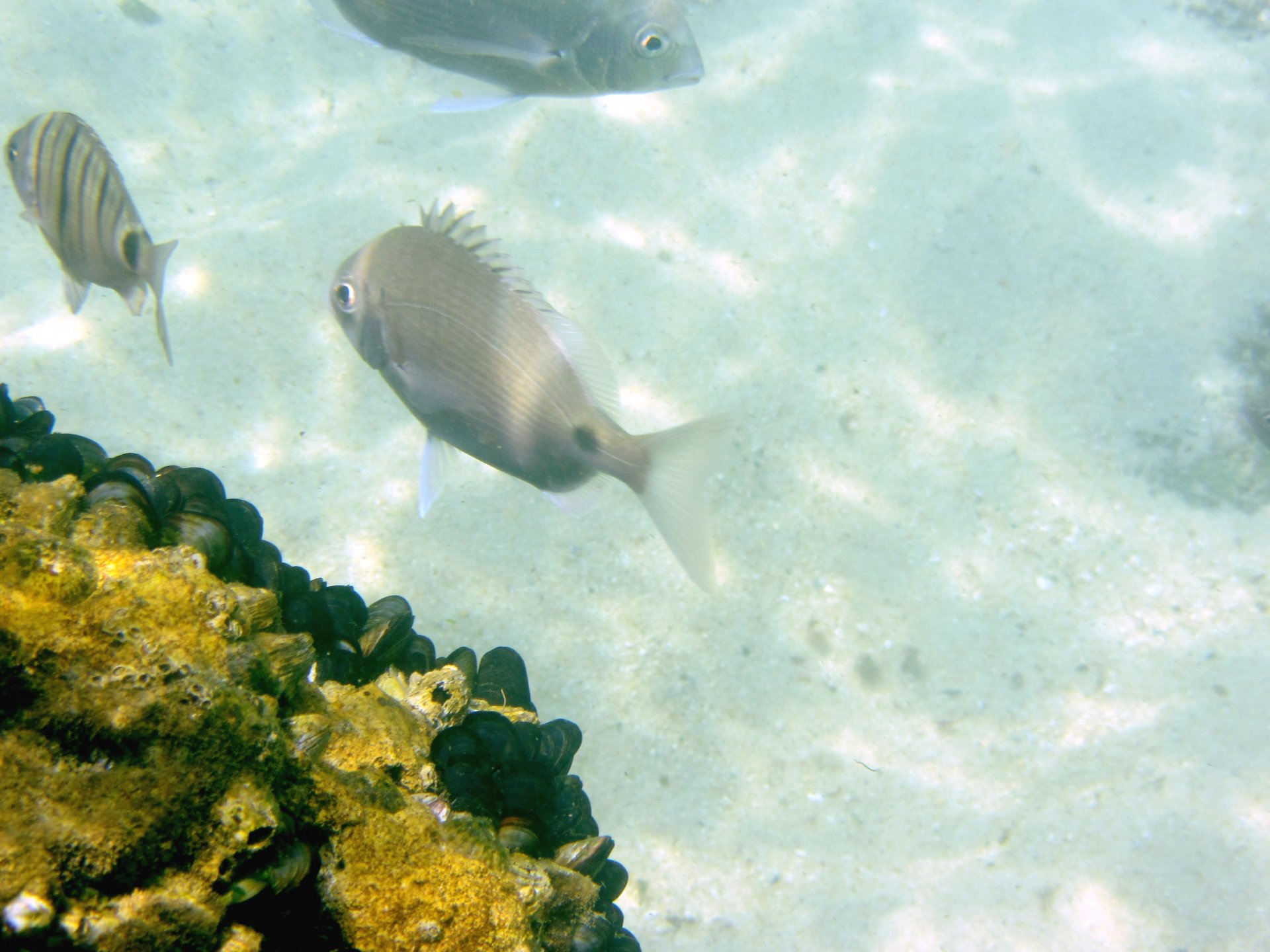 Meerbrassen (©Leibniz-Zentrum für Marine Tropenforschung)