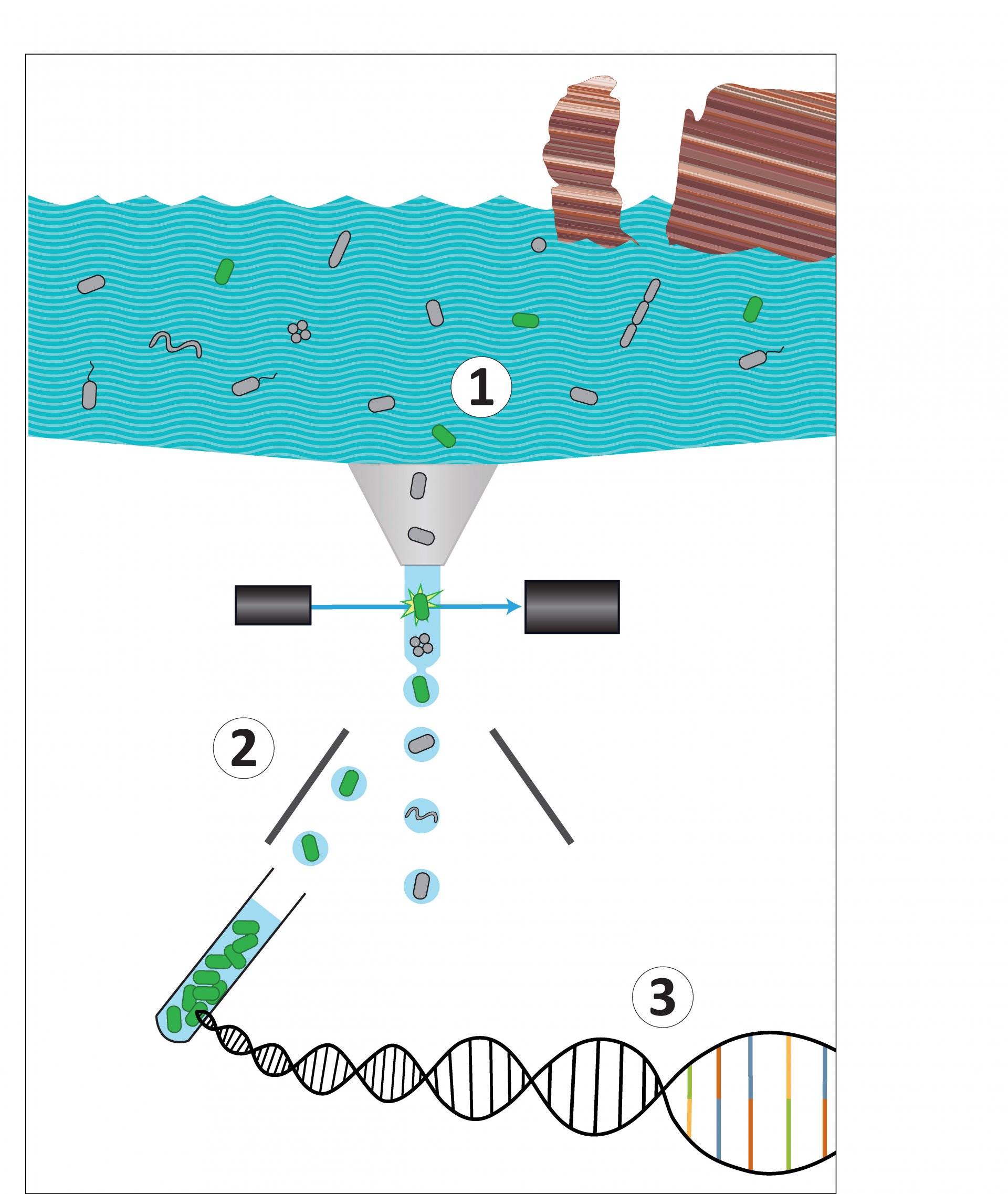 We combine several methods for the specific enrichment of bacteria: (1) Using FISH, we fluorescently label a specific bacterial species of our Helgoland water sample. (2) Based on that signal, cells are sorted. (3) The DNA of that enrichment is sequenced and further analyzed. (© Max Planck Institute for Marine Microbiology, A. Grieb)