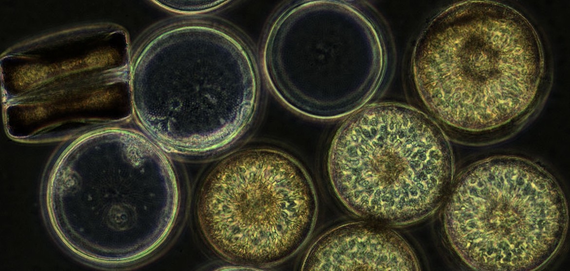 Coscinodiscus wailesii is a microalgae belonging to the diatoms, which form algal blooms and produce substantial amounts of polysaccharides in energy stores, cell walls and as exudates. The research group Marine Glycobiology studies the turnover and role of these glycans in the carbon cycle. (© Max Planck Institute for Marine Microbiology/ C. Robb) Coscinodiscus wailesii is a microalgae belonging to the diatoms, which form algal blooms and produce substantial amounts of polysaccharides in energy stores, cell walls and as exudates. The research group Marine Glycobiology studies the turnover and role of these glycans in the carbon cycle. (© Max Planck Institute for Marine Microbiology/ C. Robb)