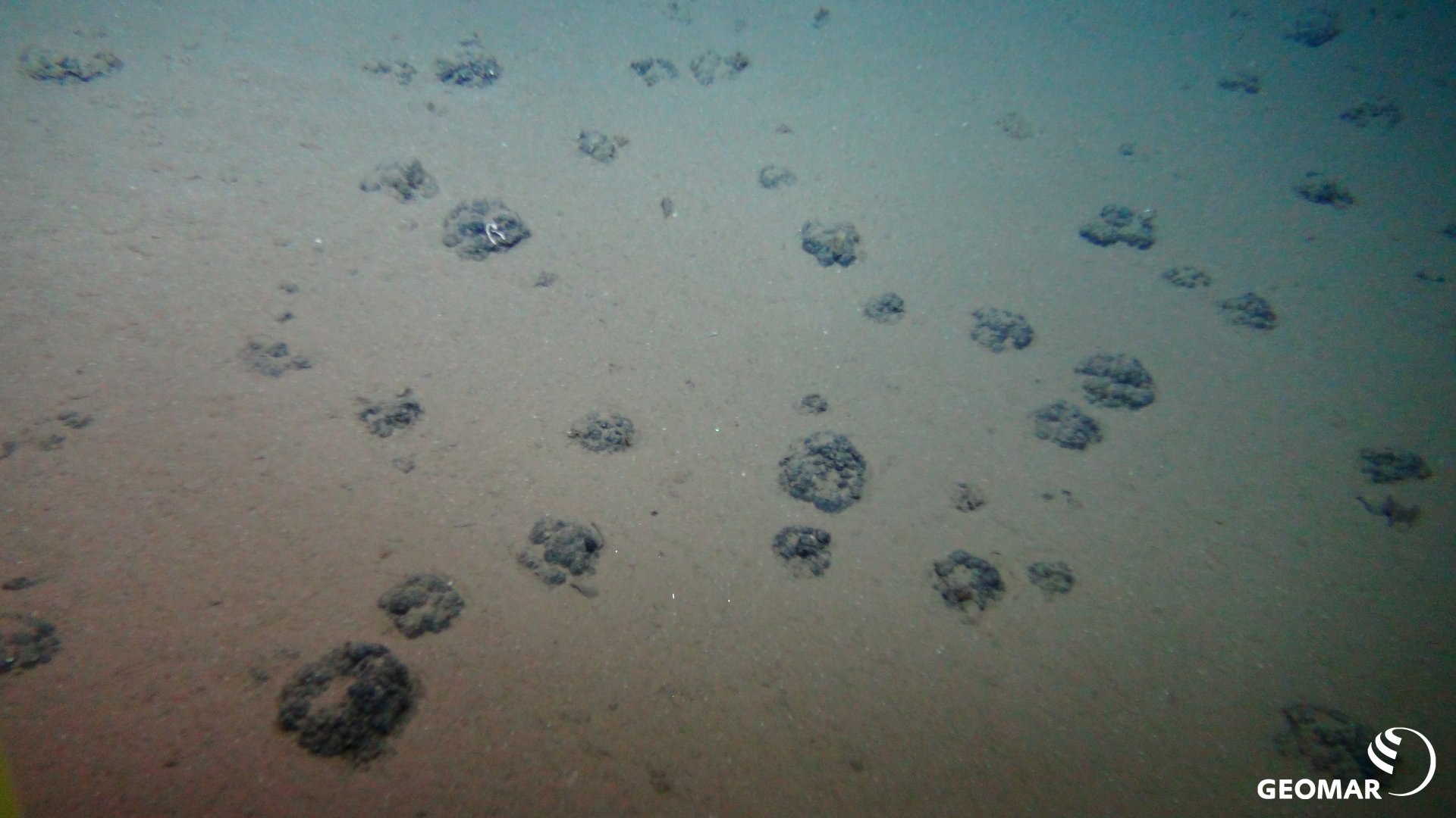 Undisturbed seafloor with the low manganese nodule density typical for the DISCOL area (Source: ROV-Team/GEOMAR)