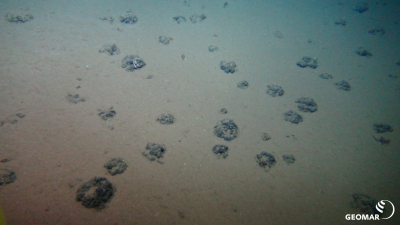Ungestörter Meeresboden mit der für das DISCOL-Gebiet typischen, geringen Manganknollendichte (Quelle: ROV-Team/GEOMAR) Ungestörter Meeresboden mit der für das DISCOL-Gebiet typischen, geringen Manganknollendichte (Quelle: ROV-Team/GEOMAR)