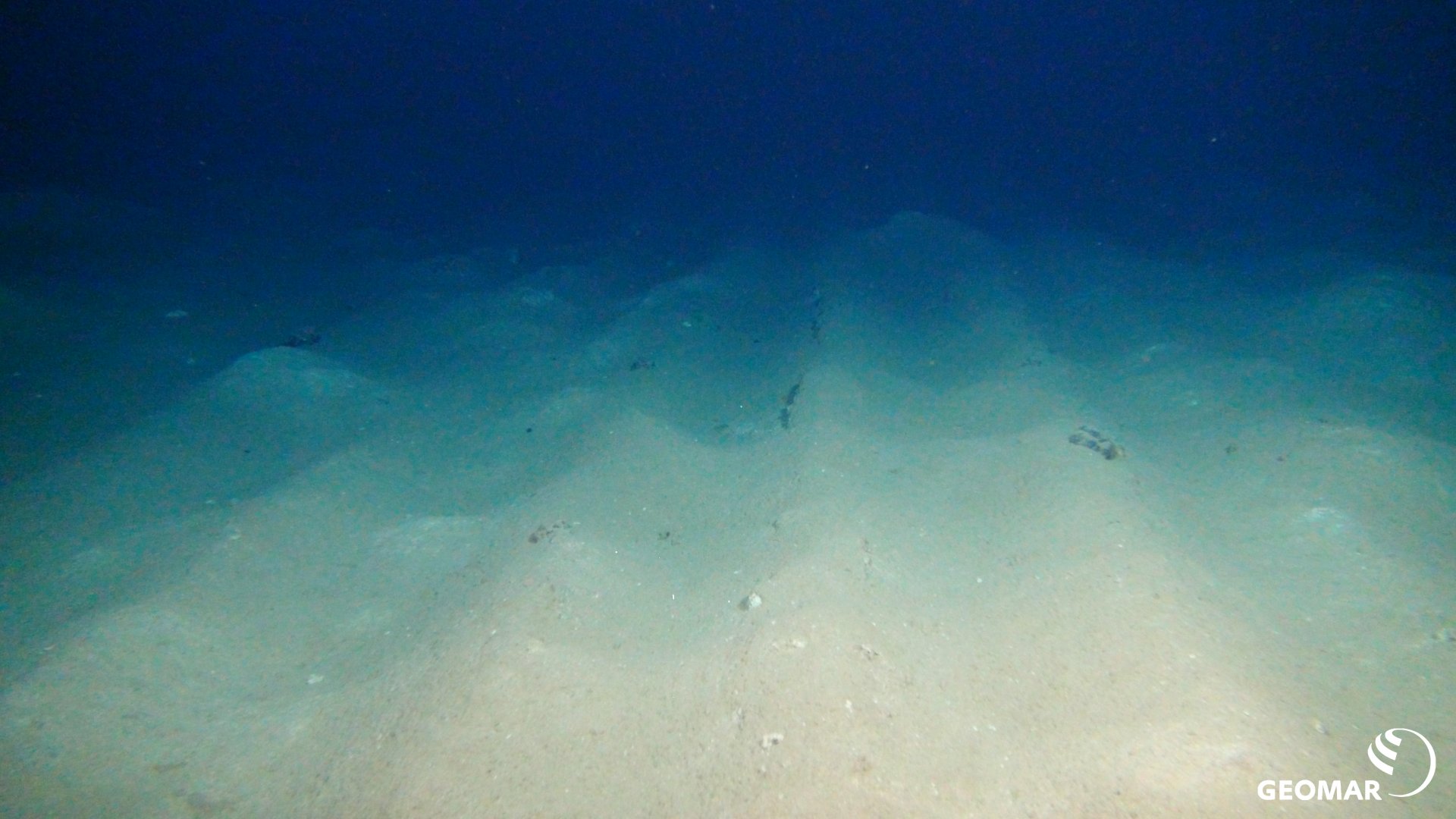 Die Pflugspuren, in denen die Manganknollen untergepflügt und die Sedimente gestört wurden, sind auch nach 26 Jahren noch deutlich sichtbar (Quelle: ROV-Team/GEOMAR)
