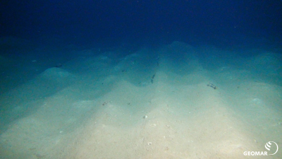 The plough tracks in which the manganese nodules were ploughed under and the sediments disturbed are still clearly visible after 26 years. (Source: ROV-Team/GEOMAR)