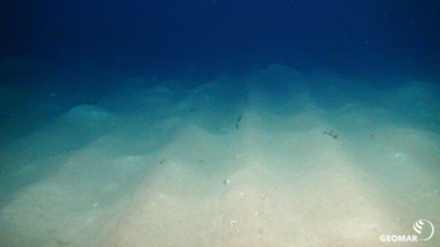Die Pflugspuren, in denen die Manganknollen untergepflügt und die Sedimente gestört wurden, sind auch nach 26 Jahren noch deutlich sichtbar (Quelle: ROV-Team/GEOMAR) Die Pflugspuren, in denen die Manganknollen untergepflügt und die Sedimente gestört wurden, sind auch nach 26 Jahren noch deutlich sichtbar (Quelle: ROV-Team/GEOMAR)