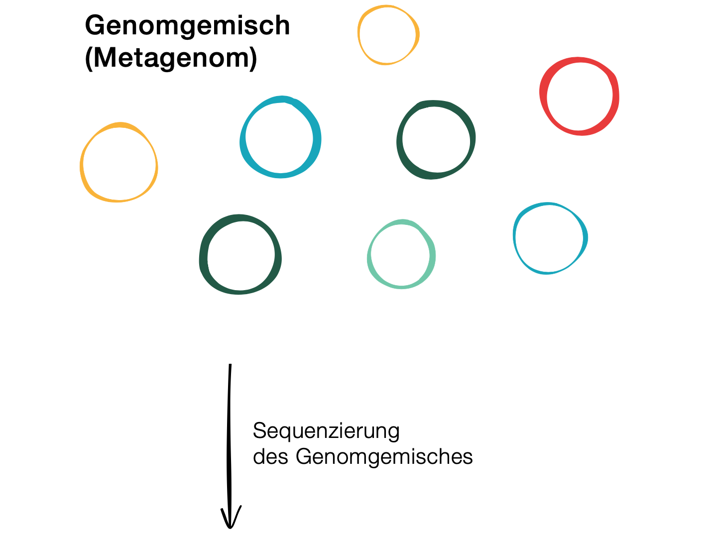 Teil der Metagenomik-Analyse (© Max-Planck-Institut für Marine Mikrobiologie, A. Esken)