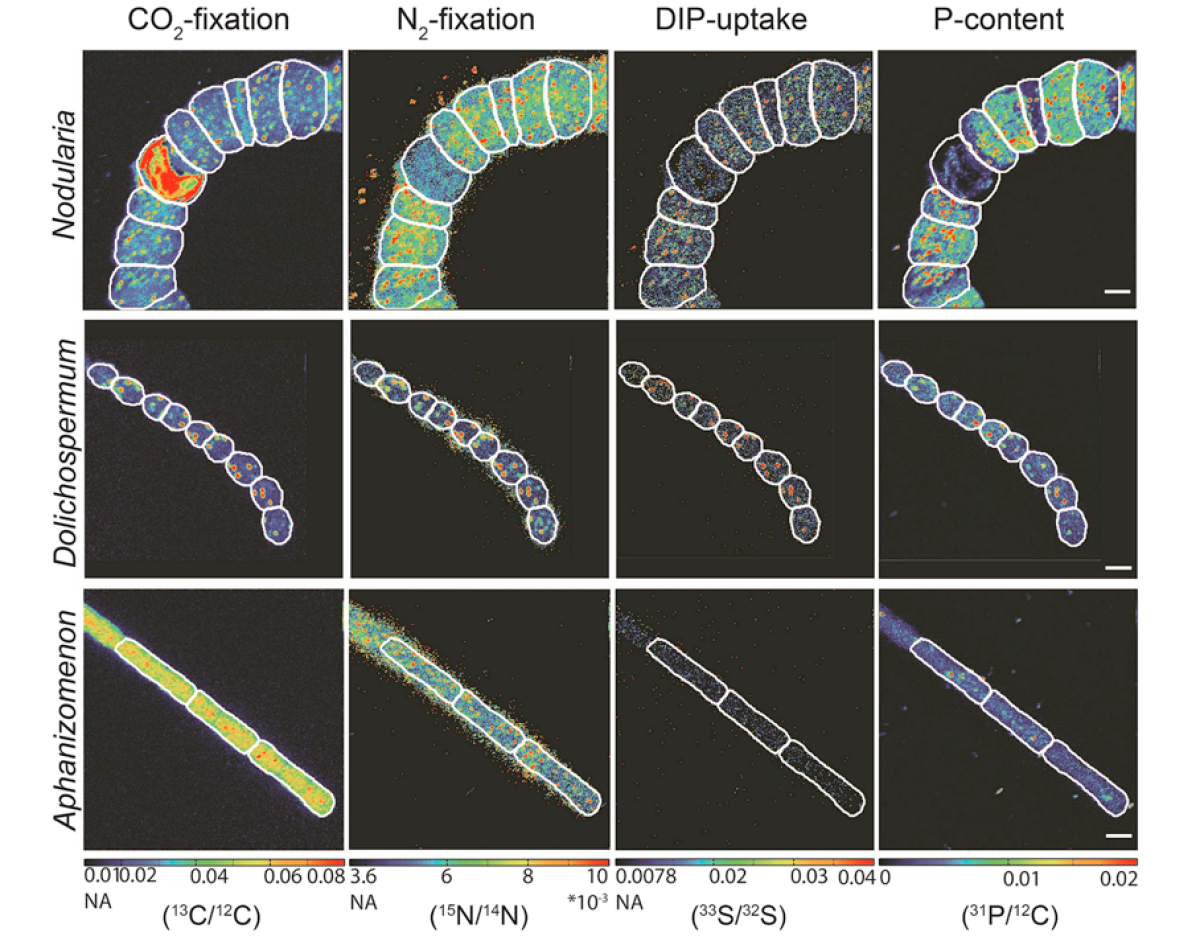 Single cell images of cyanobacterial filaments collected during the cyanobacterial bloom in 2015. CO2 (13C/12C) and N2 (15N/14N) fixation and DIP (33S/32S) uptake measured with NanoSIMS for Nodularia, Dolichospermum, and Aphanizomenon. Cellular P distribution is shown as 31P/12C ratio. White outlines indicate the cyanobacterial cells. NA = natural composition. Scale bars are 5 µm for all NanoSIMS images. Dolichospermum images were size-adjusted in order to obtain the relative size ratios between the different cyanobacteria. For reasons of style, these images were framed with black bars.