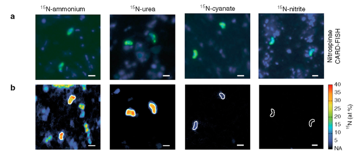 Nitrospinae