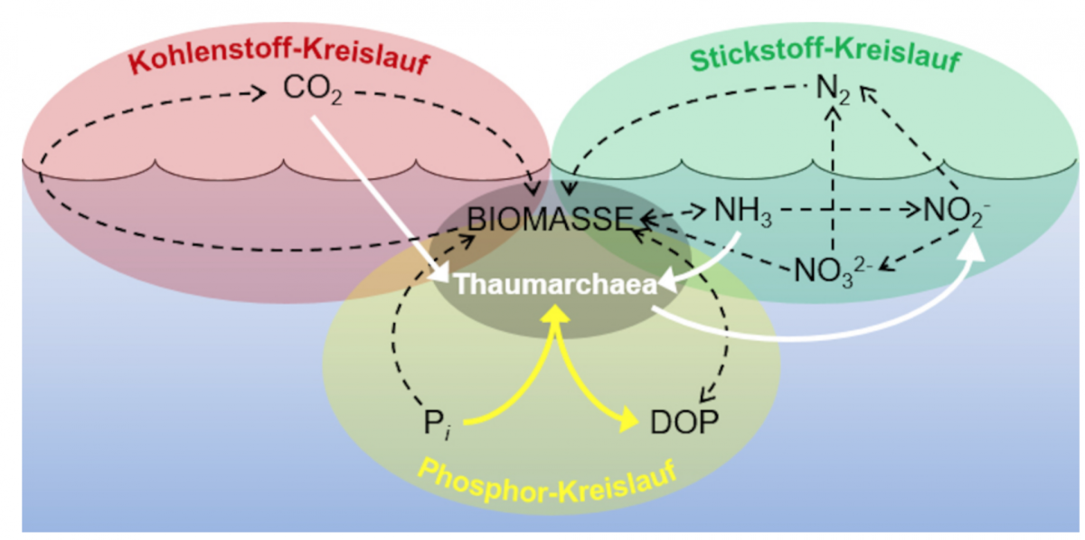 Schema zur Rolle der Thaumarchaea in den ozeanischen biogeochemischen Kreisläufen von Kohlenstoff (rot), Stickstoff (grün) und Phosphor (gelb). Als autotropher Ammoniakoxidierer ist N. maritimus ein oft vorkommendes Mitglied innerhalb der mikrobiellen Biomasse des Ozeans und bekannt dafür, dass er an den wichtigsten Schritten des globalen Kohlenstoff- und Stickstoffkreislaufs beteiligt ist (weiße Pfeile). Die gelben Pfeile stellen die noch nicht bekannten Schritte im Phosphor-Kreislauf dar.
