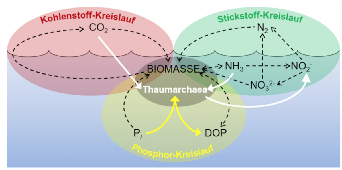 A schematic of the roles of N. maritimus in oceanic biogeochemical cycles