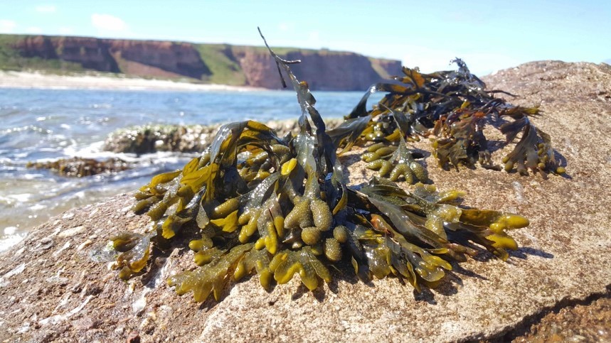 Die Braunalge Fucus vesiculosus wächst an felsigen Küsten wie hier auf Helgoland. Der Zellwandzucker Fucoidan ist dabei besonders wichtig um gegen die Gezeiten und Wellen zu bestehen. (© Max-Planck-Institut für Marine Mikrobiologie/M. Schultz-Johansen)