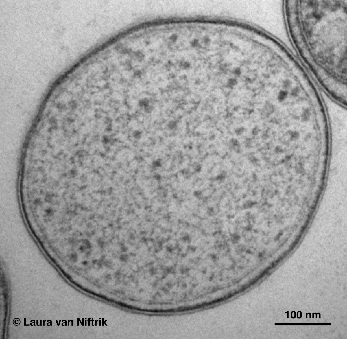 Inconspicuous, but still very remarkable: A Methylacidiphilum fumariolicum cell under the electron microscope. (© Laura van Niftrik)