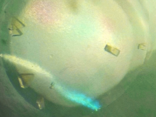 Bilder von F420H2-Oxidase-Kristallen mit einer typischen Größe von 0,1 mm. Zusammen mit Sauerstoff geben das Eisen und Flavin im Inneren des Enzyms den Kristallen die natürliche gelbe Farbe. (© Max-Planck-Institut für Marine Mikrobiologie/T. Wagner) Bilder von F420H2-Oxidase-Kristallen mit einer typischen Größe von 0,1 mm. Zusammen mit Sauerstoff geben das Eisen und Flavin im Inneren des Enzyms den Kristallen die natürliche gelbe Farbe. (© Max-Planck-Institut für Marine Mikrobiologie/T. Wagner)
