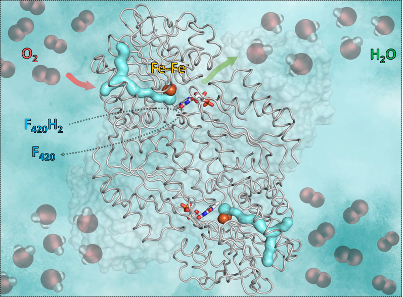 This graphic shows the enzyme F420H2-Oxidase and the way it works. The cyan y-formed part is the gas-channel. The red arrow shows the way in of the oxygen to the catalytic cavity containing iron. The green arrow symbolizes the way out of the water. Yet, the blue-red sticks in the middle shows the flavin (FMN) accepting electrons from the reduced coenzyme F420, which brings the hydrogen necessary to convert the oxygen into water. 