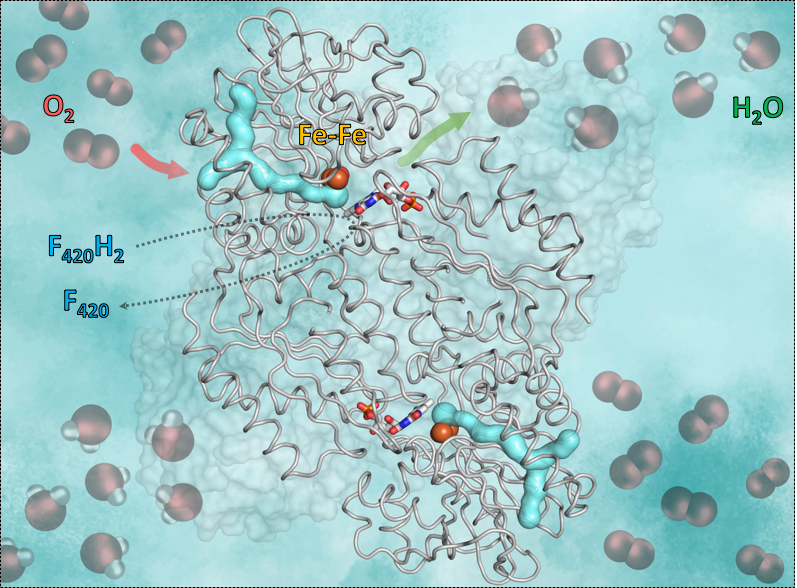 This graphic shows the enzyme F420H2-Oxidase and the way it works. The cyan y-formed part is the gas-channel. The red arrow shows the way in of the oxygen to the catalytic cavity containing iron. The green arrow symbolizes the way out of the water. Yet, the blue-red sticks in the middle shows the flavin (FMN) accepting electrons from the reduced coenzyme F420, which brings the hydrogen necessary to convert the oxygen into water. This graphic shows the enzyme F420H2-Oxidase and the way it works. The cyan y-formed part is the gas-channel. The red arrow shows the way in of the oxygen to the catalytic cavity containing iron. The green arrow symbolizes the way out of the water. Yet, the blue-red sticks in the middle shows the flavin (FMN) accepting electrons from the reduced coenzyme F420, which brings the hydrogen necessary to convert the oxygen into water.