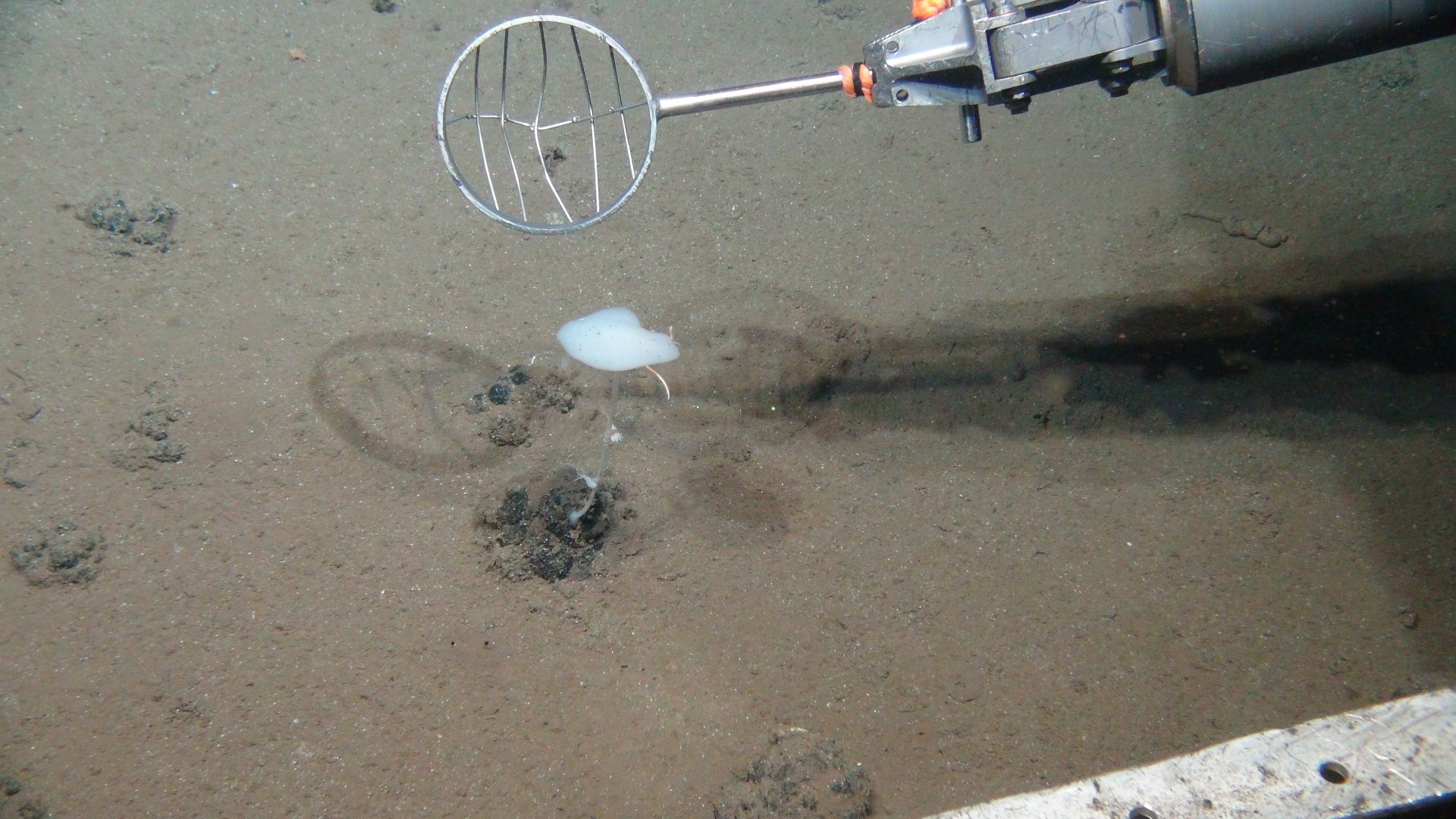 Sampling in the DISCOL area. Some larger animals recover faster than microbes. However, especially organisms living attached to manganese nodules, such as this stalked sponge, might be very vulnerable. (© ROV-Team/GEOMAR)