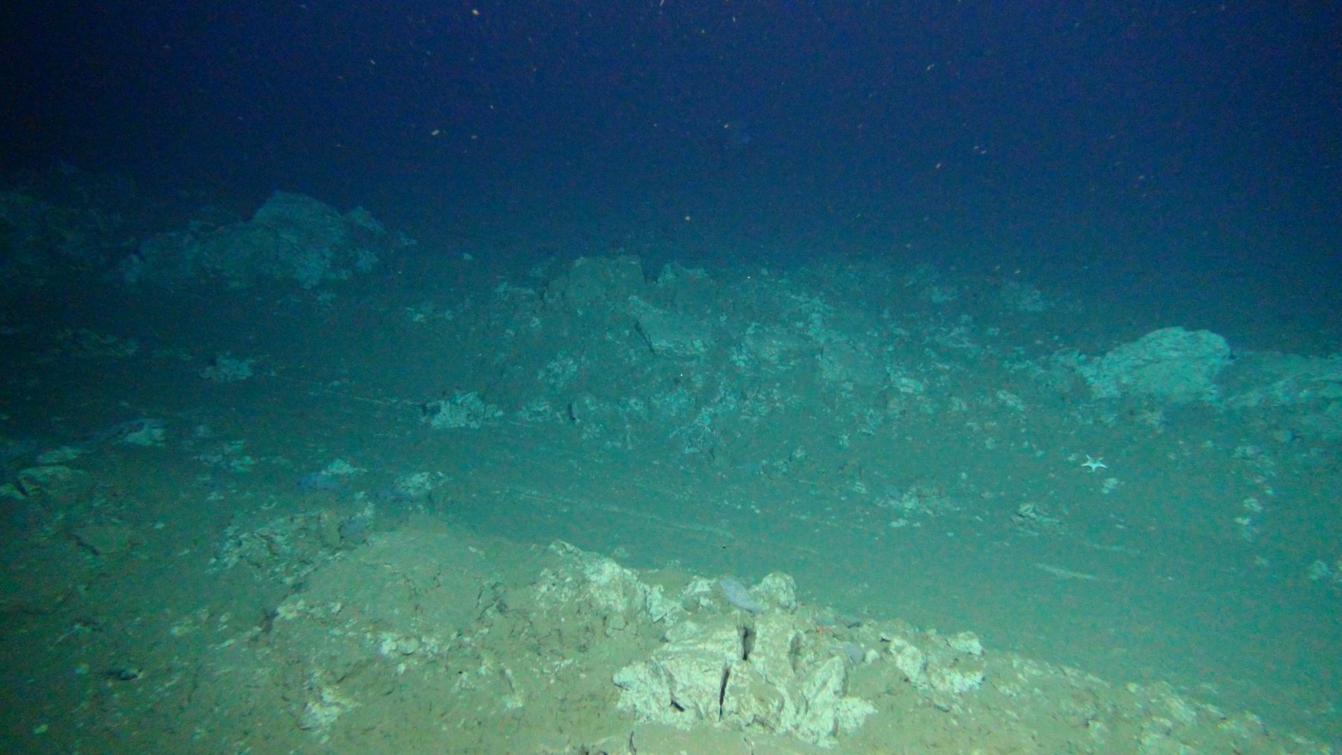 Plough tracks are still clearly visible on the seafloor of the DISCOL area 26 years after the disturbance. (© ROV-Team/GEOMAR) Plough tracks are still clearly visible on the seafloor of the DISCOL area 26 years after the disturbance. (© ROV-Team/GEOMAR)