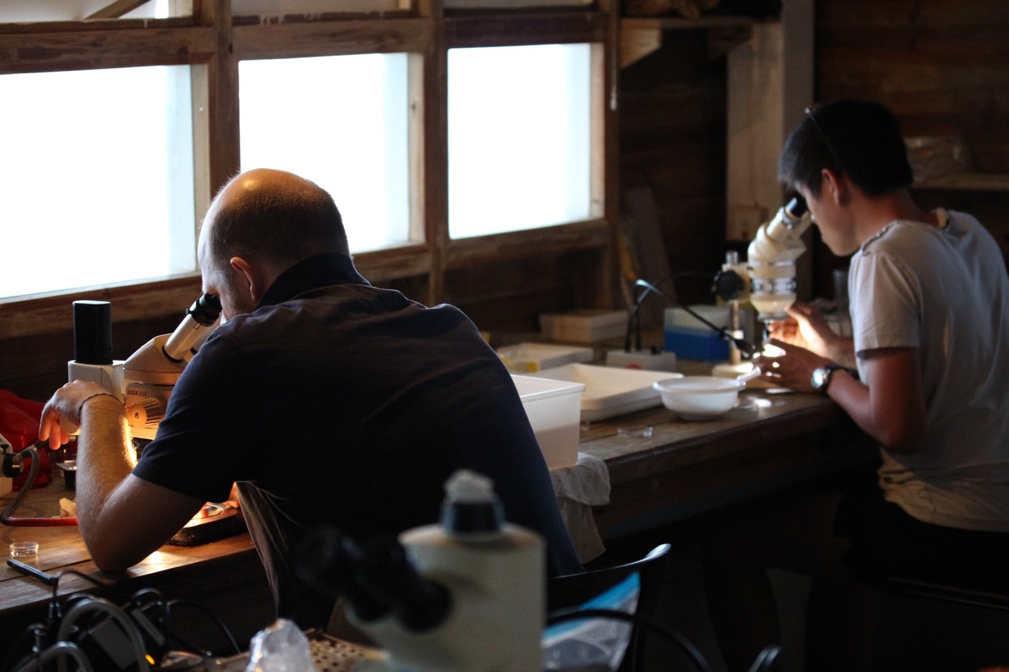 The two lead authors share a passion for bioinformatics and symbiotic critters in marine sands. Here, they are searching for small worms under the microscope at Carrie Bow Cay Field Station in Belize. (Photo: private)