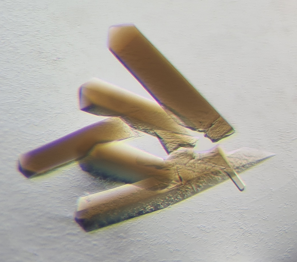 CODH/ACS crystals obtained without oxygen. The brown color is coming from the natural metals harboured by the proteins. (© Max Planck Institute for Marine Microbiology/T. Wagner)