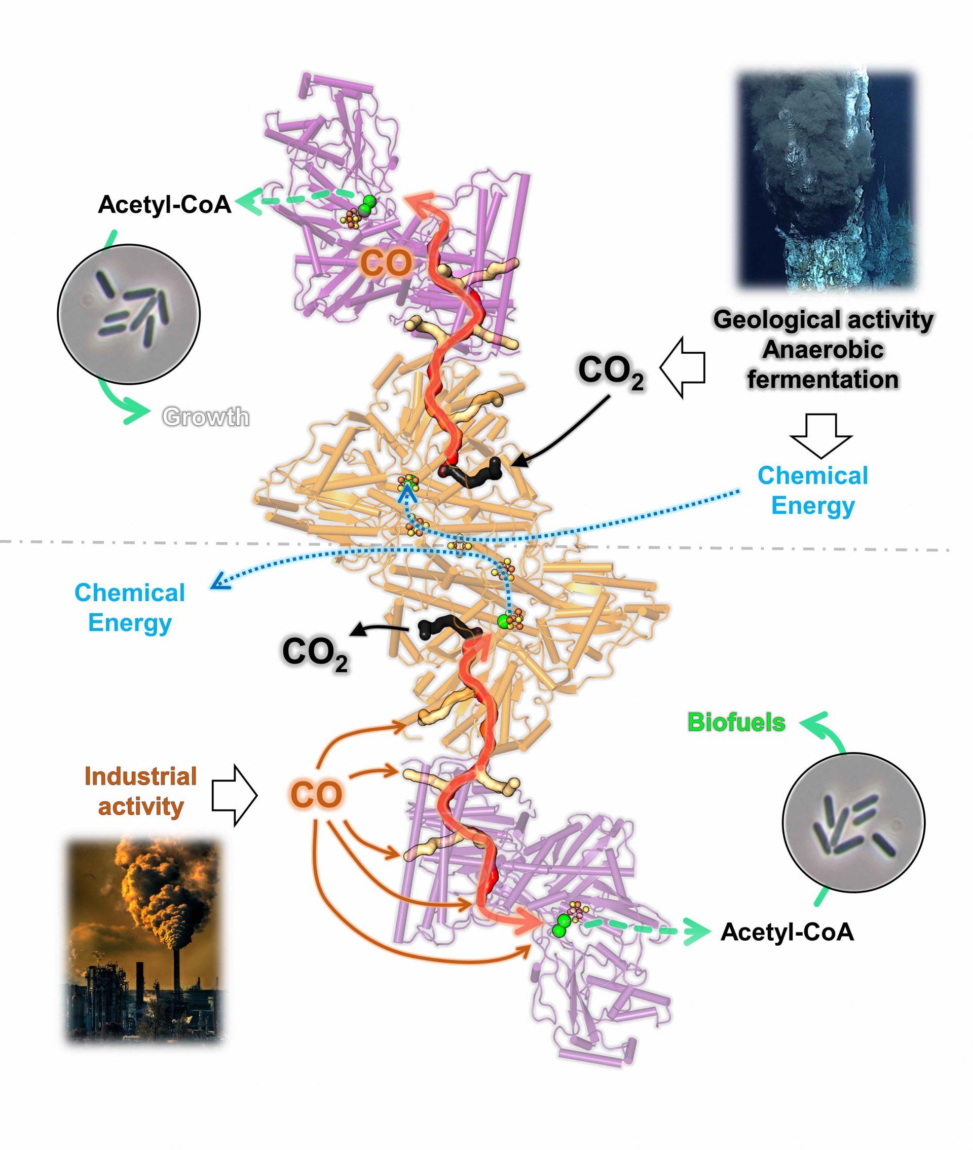 bidirectionality of the CODH/ACS complex from C. autoethanogenum (© Max Planck Institute for Marine Microbiology, T. Wagner and O. Lemaire) bidirectionality of the CODH/ACS complex from C. autoethanogenum (© Max Planck Institute for Marine Microbiology, T. Wagner and O. Lemaire)