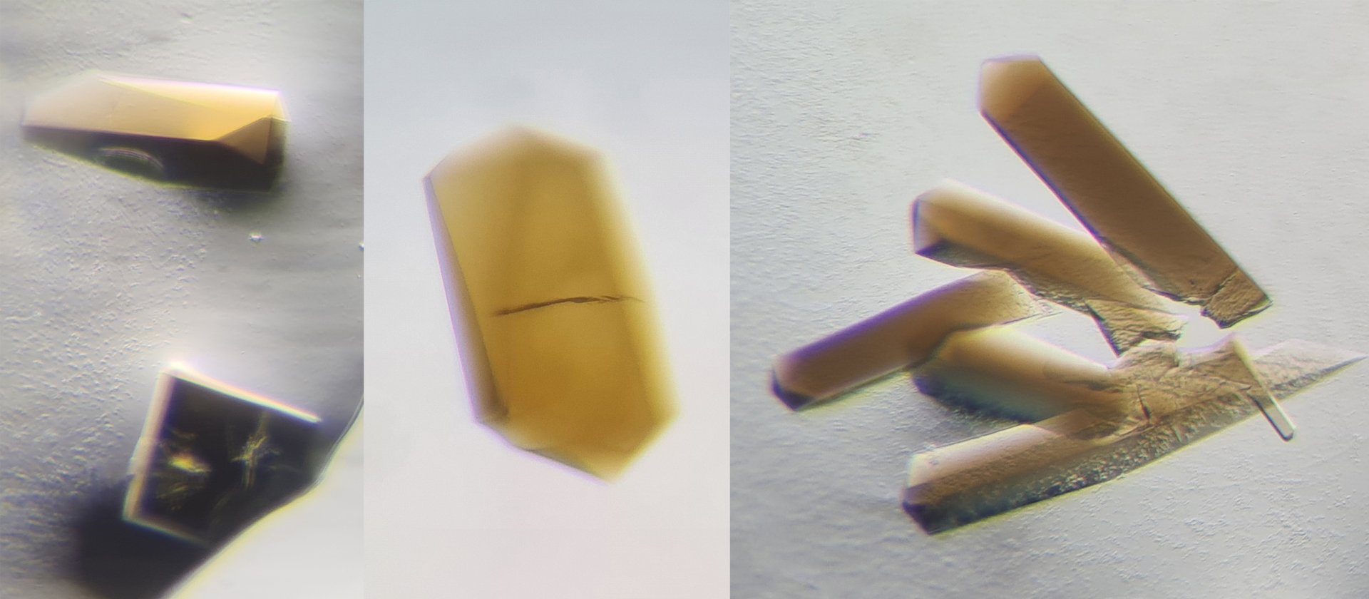 Enzym-Kristalle, CODH/ACS (© Max-Planck-Institut für Marine Mikrobiologie/T. Wagner)