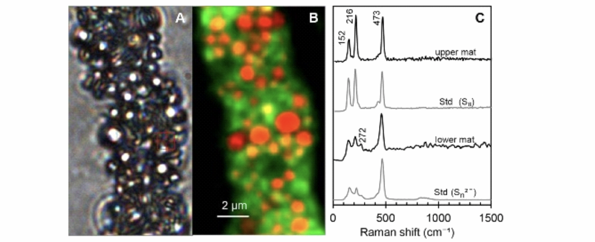 Bakterienfilament Beggiatoa spp. (Max-Planck-Institut für Marine Mikrobiologie) Bakterienfilament Beggiatoa spp. (Max-Planck-Institut für Marine Mikrobiologie)