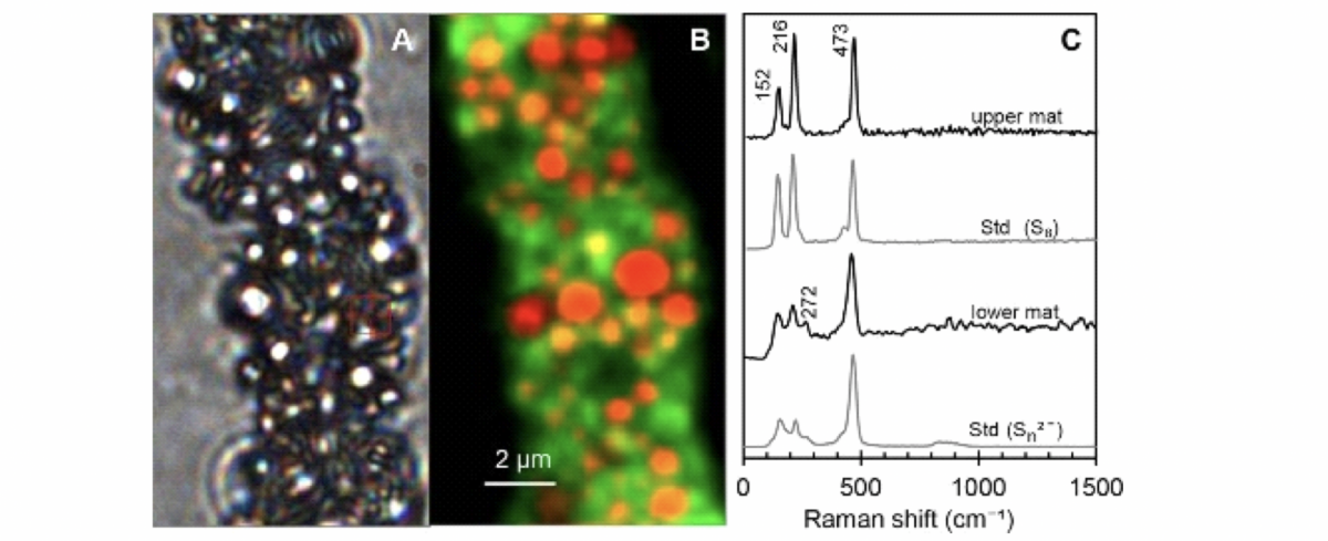 Bakterienfilament Beggiatoa spp. (Max-Planck-Institut für Marine Mikrobiologie)