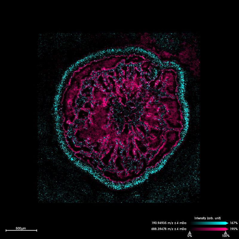 Metabolite distribution in a seagras root (in cross-section). These are two images taken with the MALDI-MSI, superimposed. The violet distribution shows where the lipid with mass 688 occurs. We have identified it as a ‘phosphocholine’. The blue distribution is from mass 190 and is ‘unknown’ to us. (© Max Planck Institute for Marine Microbiology, J. Beckmann) Metabolite distribution in a seagras root (in cross-section). These are two images taken with the MALDI-MSI, superimposed. The violet distribution shows where the lipid with mass 688 occurs. We have identified it as a ‘phosphocholine’. The blue distribution is from mass 190 and is ‘unknown’ to us. (© Max Planck Institute for Marine Microbiology, J. Beckmann)