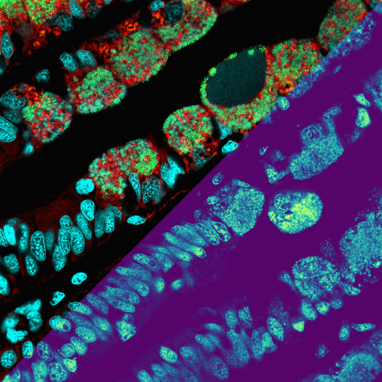  Die Metabolitenverteilungen als Heatmap (oberer linker Teil der Abbildung): je heller die Farbe, desto höher die Konzentration der Metabolite (Mikroskopie-MSI-Nachbildung zur Veranschaulichung). Die untere rechte Seite des Bildes zeigt mikroskopische Details der Mikroben (in Rot und Grün) und der Muschelzellkerne (Cyan). (© Max-Planck-Institut für Marine Mikrobiologie, B. Geier)