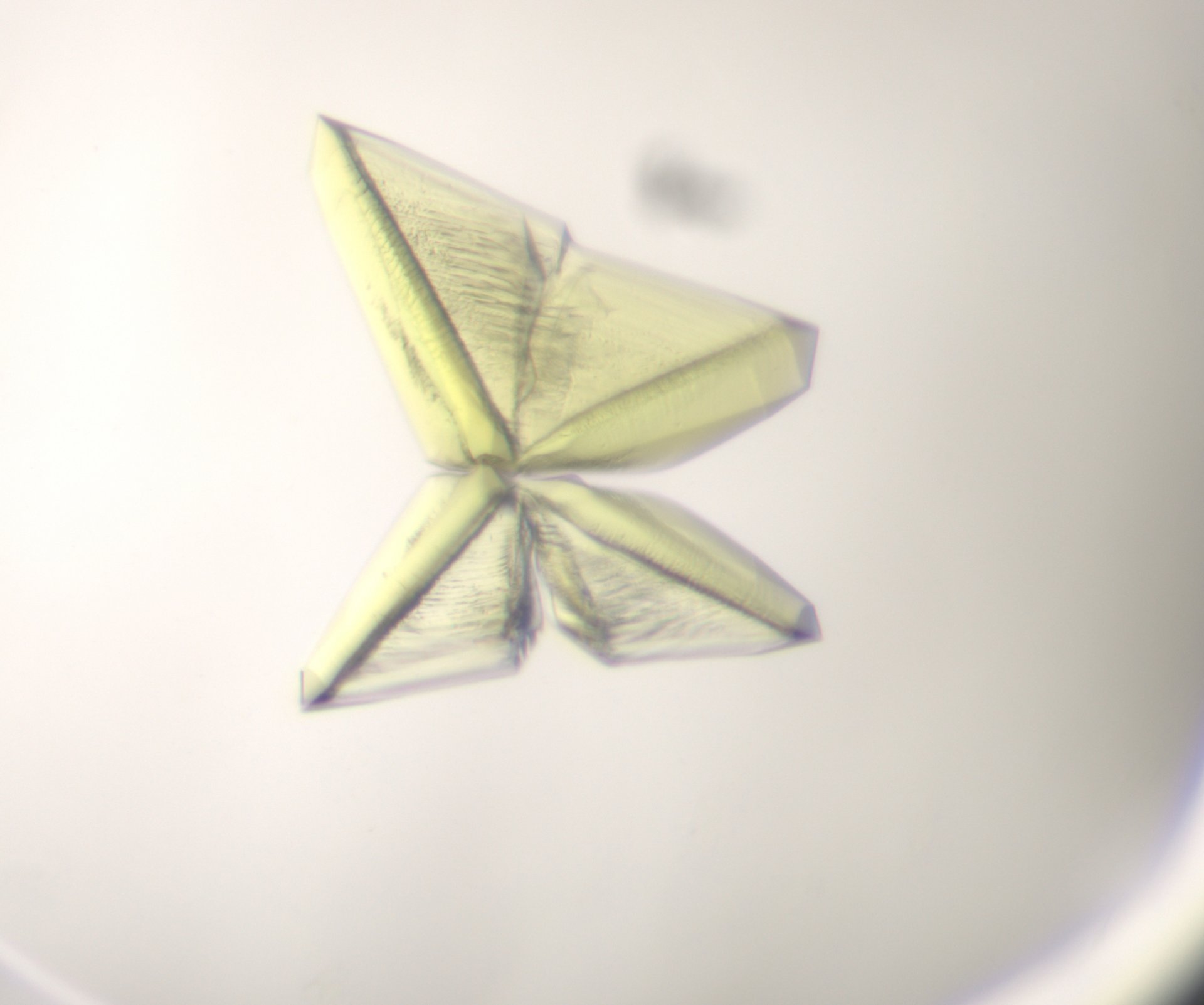 Ein Proteinkristall (© Max-Planck-Institut für Marine Mikrobiologie, Bremen / Olivier Lemaire)