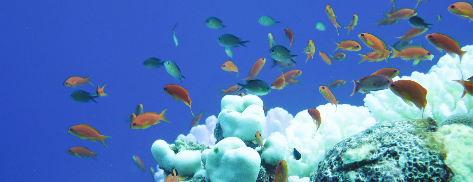 Gebleichtes Riff vor Saudi Arabien, links eine Koralle der Gattung Pocillopora (Foto: Claudia Pogoreutz, ZMT)
