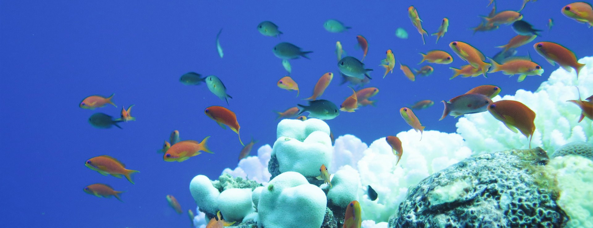 Bleached reef off Saudi Arabia, on the left a coral of the genus Pocillopora (Photo: Claudia Pogoreutz, ZMT)