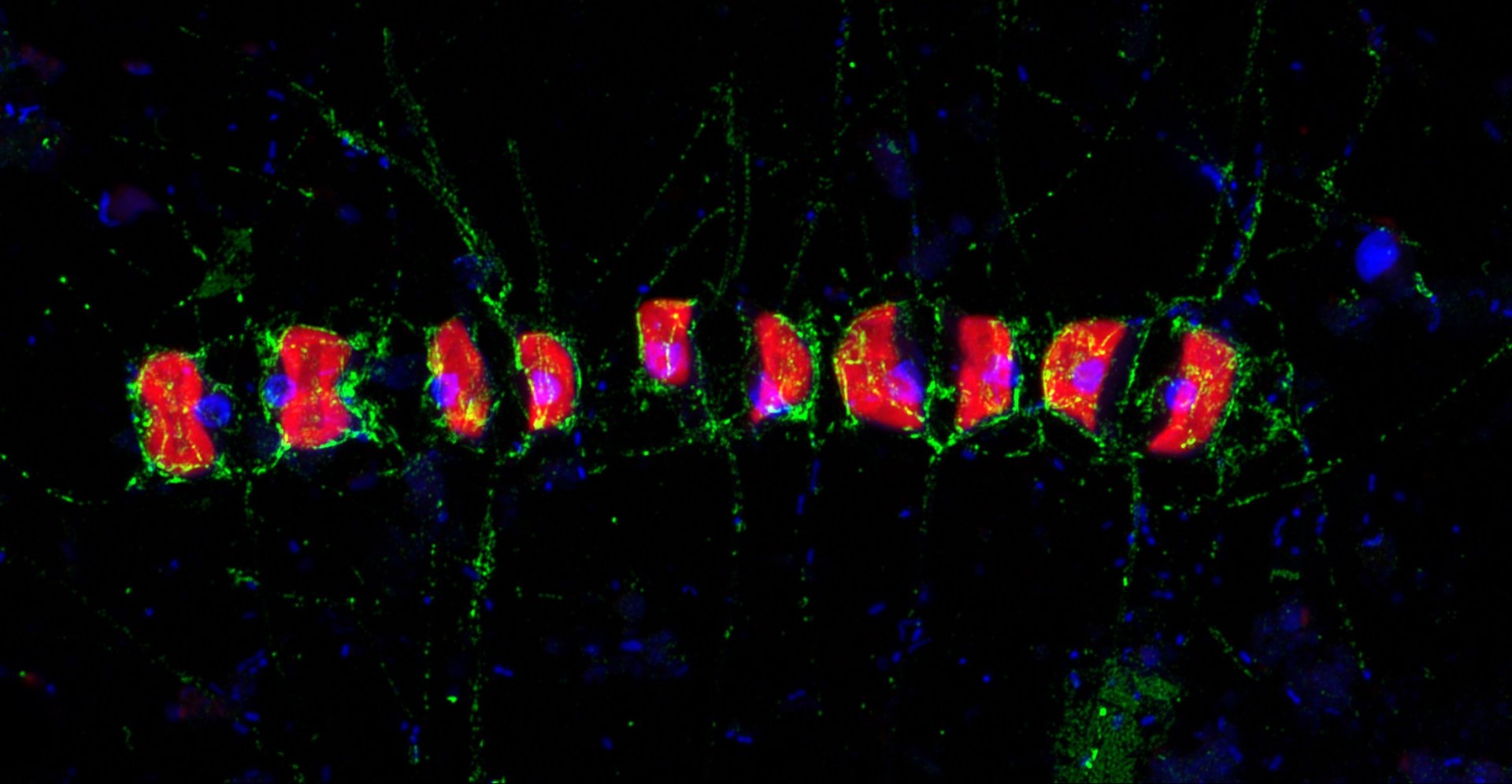 Diese hochauflösende Airyscan Aufnahme zeigt das Fucose enthaltende sulfierte Polysaccharid (FCSP, sichtbar in Grün) rund um die Zellen der kettenbildenden Kieselalge Chaetoceros socialis und ihrer Nadeln. DAPI (blau) und Kieselalgen-Selbstfluoreszenz (rot). Die Probe wurde während der Frühjahrs-Algenblüte im Jahr 2016 vor Helgoland genommen. (© Max-Planck-Institut für Marine Mikrobiologie/ S. Vidal-Melgosa)
