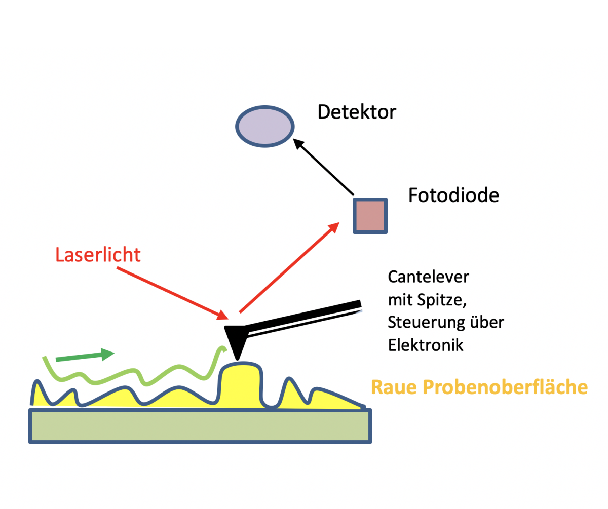 Functional principle of atomic force microscope. (© Max Planck Institute for Marine Microbiology, D. Tienken)