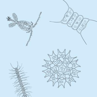 Mikroben (© Max-Planck-Institut für Marine Mikrobiologie, A. Esken) Mikroben (© Max-Planck-Institut für Marine Mikrobiologie, A. Esken)