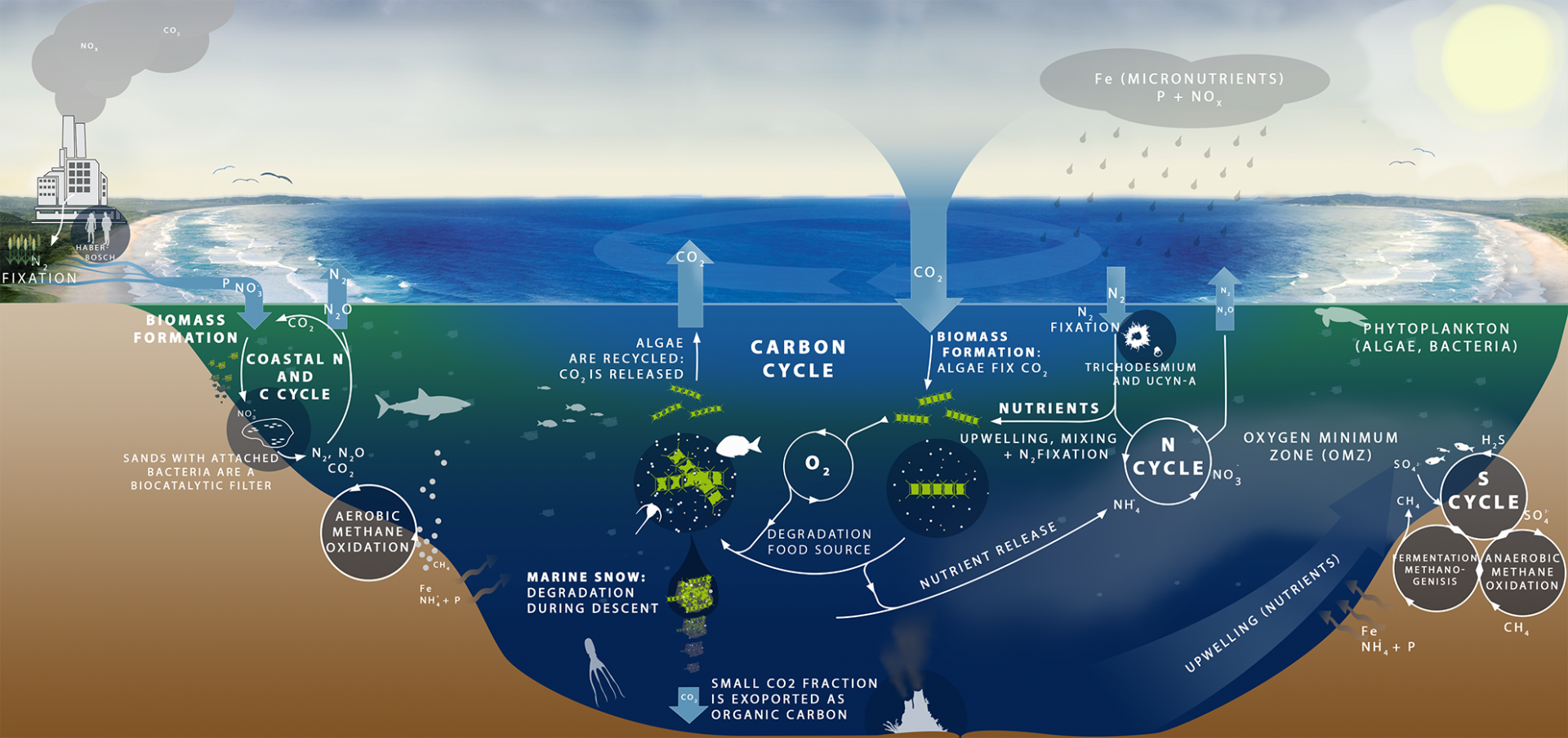 Carbon and Nutrient Cycles (c) Soeren Ahmerkamp