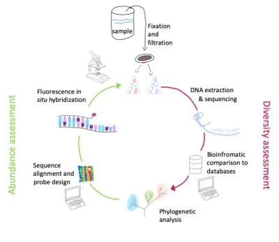 the full cylce rRNA approach the full cylce rRNA approach