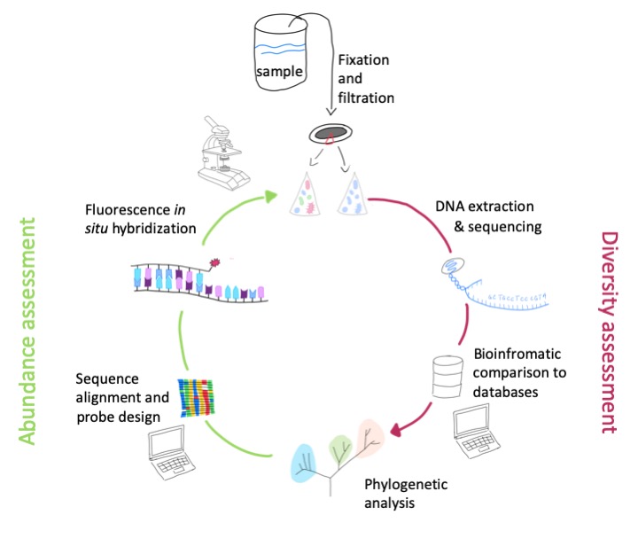 the full cylce rRNA approach the full cylce rRNA approach