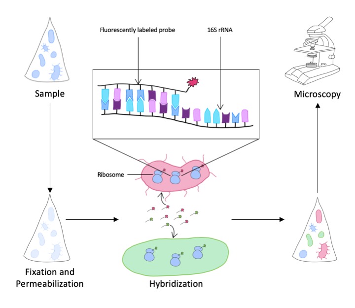 Fluorescence in situ hybridization - FISH