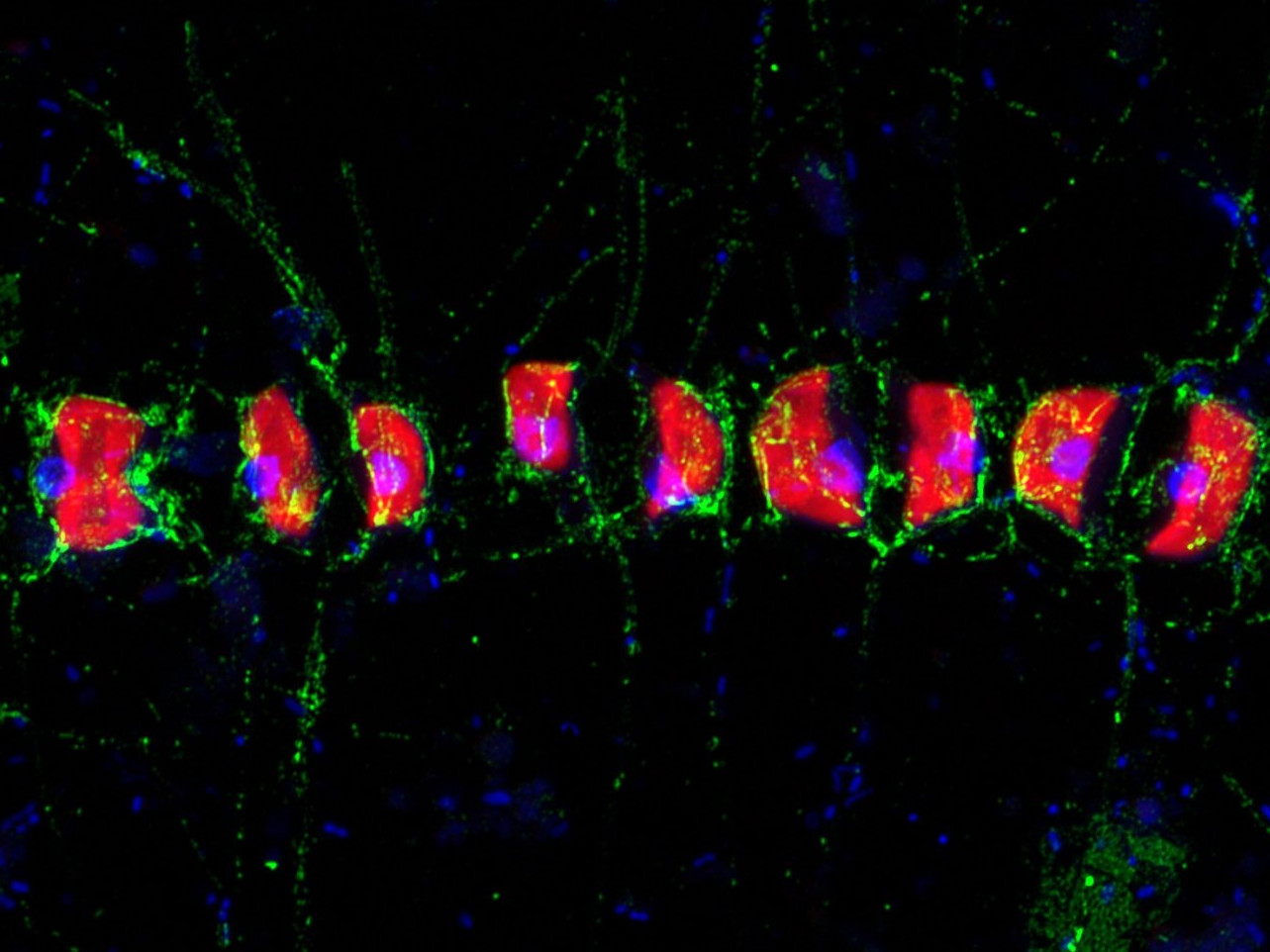 This Airyscan super-resolution image shows that fucose-containing sulphated polysaccharide, or FCSP, (in green) occurred around the cells of the chain-forming diatom Chaetoceros socialis and their spines. DAPI (blue) and diatom auto fluorescence (red). Sample collected during the 2016 spring diatom bloom period in Helgoland. (© Max Planck Institute for Marine Microbiology/S. Vidal-Melgosa)