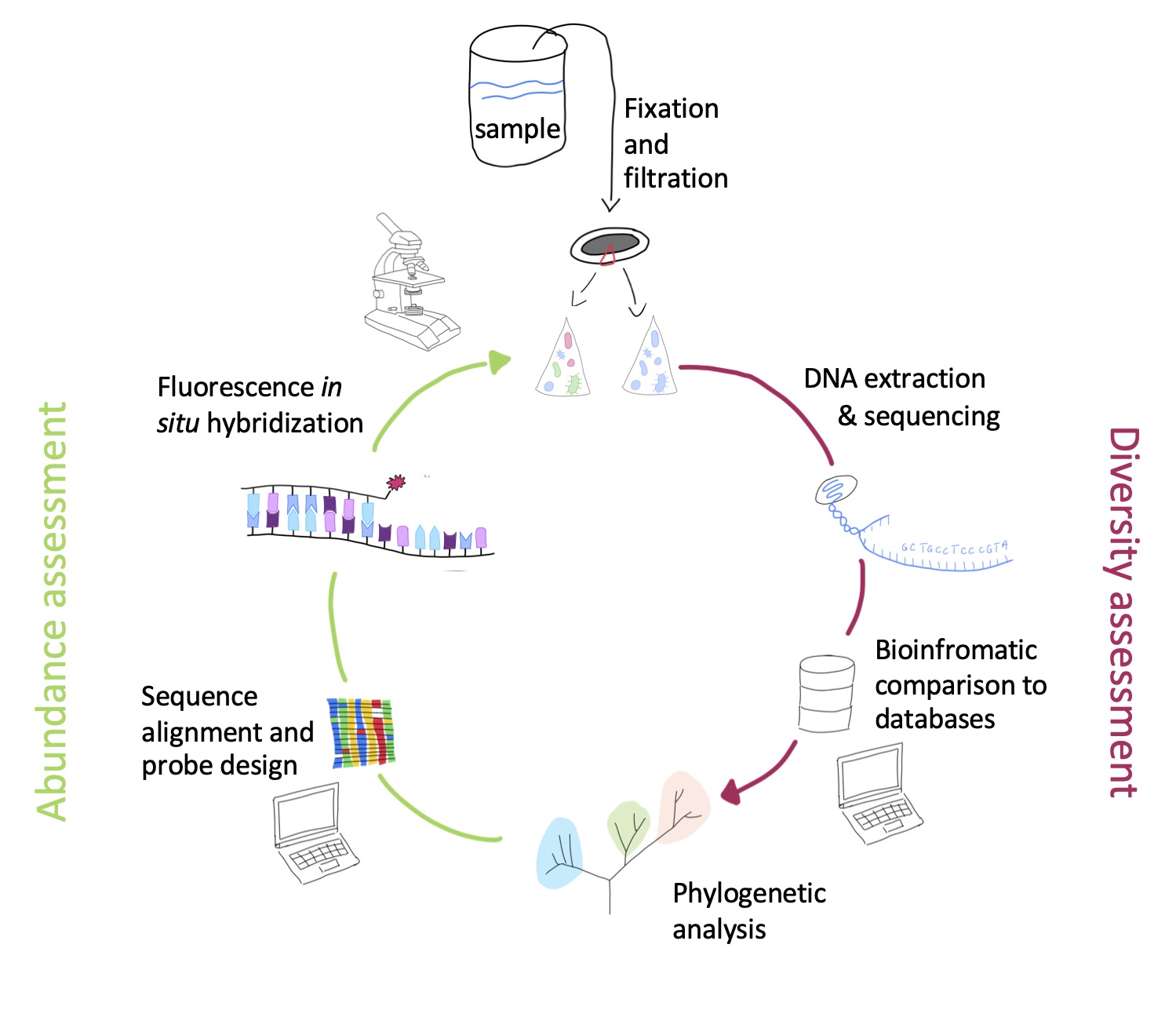 the full cylce rRNA approach the full cylce rRNA approach