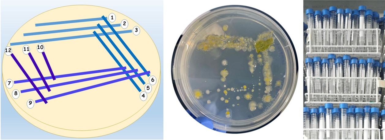 12-line streaking, plate with growth, liquid cultures  (c) Jens Harder, marmic crocodiles 2020, Richard Hahnke