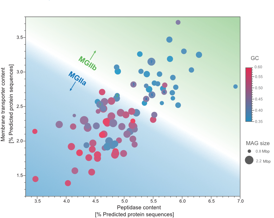 Membrane transporter and peptidase contents in MGII MAGs