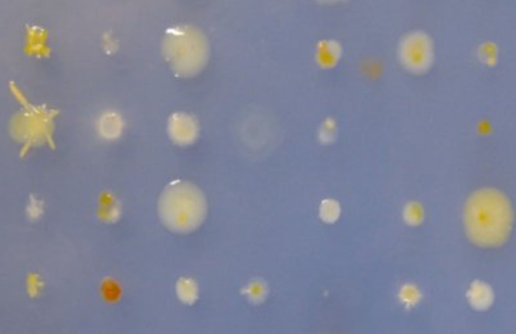 Kultivierung von marinen Mikroben (© Max-Planck-Institut für Marine Mikrobiologie, J. Harder)