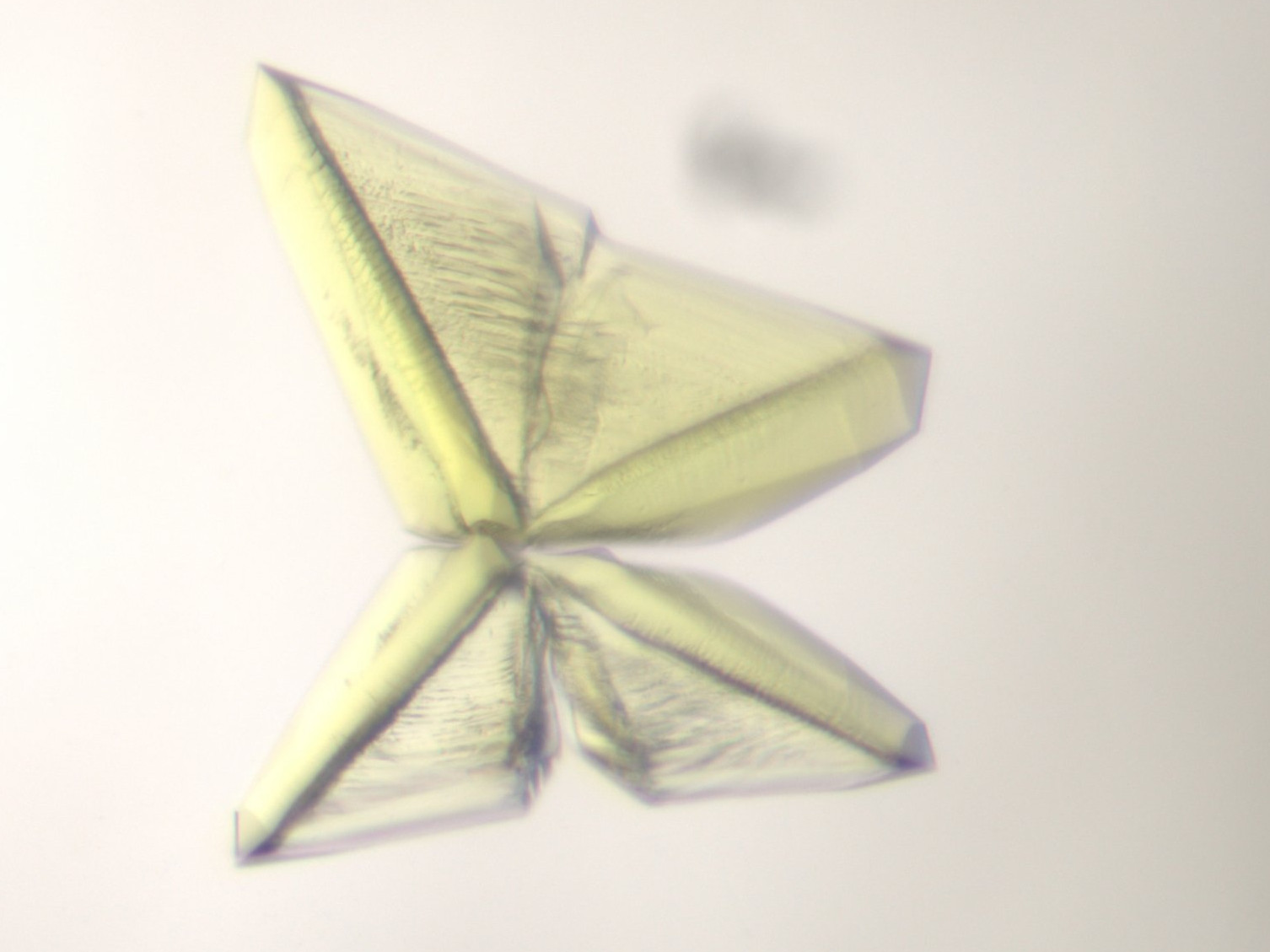 Was hier einem Origami-Schmetterling ähnelt, ist ein kristallisiertes Enzym, das Methan erzeugen kann und in allen Methanogenen vorkommt. Die grün-gelbliche Farbe stammt von einem speziellen nickelhaltigen Molekül. Dieses ist tief im Enzymkern vergraben, hat aber eine immense Bedeutung: Es orchestriert die Bildung des Methans und ist somit der Schlüssel für den gesamten Prozess. (©Max-Planck-Institut für Marine Mikrobiologie, O. Lemaire)